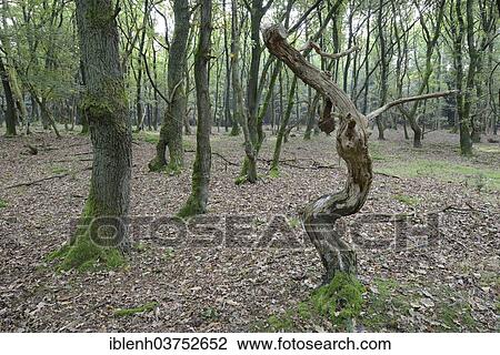 "Forest with crooked oaks (Quercus robur), Tinner Loh nature reserve, near Haren, Emsland, Lower Saxony, Germany, Europe" View Large Photo Image Stock Image - "Forest with crooked oaks (Quercus robur), Tinner Loh nature reserve, near Haren, Emsland, Lower Saxony, Germany, Europe". Fotosearch