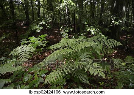 Forest with Ferns (Polypodiopsida) near Jagdschloss Granitz hunting lodge, Ruegen Island, Baltic Sea, Mecklenburg-Western Pomerania, Germany, Europe View Large Photo Image Stock Photograph - Forest with Ferns (Polypodiopsida) near Jagdschloss Granitz hunting lodge, Ruegen Island, Baltic Sea, Mecklenburg-Western Pomerania, Germany, Europe. Fotosearch
