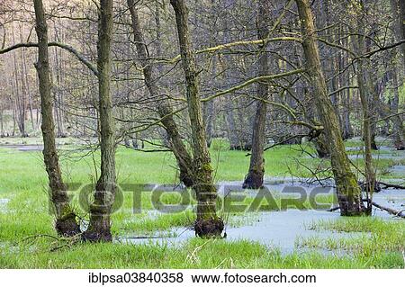 "Forest with wetland, Jasmund National Park, UNESCO World Heritage Site, Rugen, Mecklenburg-Western Pomerania, Germany, Europe" View Large Photo Image Stock Photo - "Forest with wetland, Jasmund National Park, UNESCO World Heritage Site, Rugen, Mecklenburg-Western Pomerania, Germany, Europe". Fotosearch
