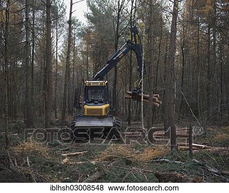 "Forestry forwarder harvesting timber, working in a rough forest, Bonn, Rhineland, North Rhine-Westphalia, Germany, Europe" View Large Photo Image Stock Photo - "Forestry forwarder harvesting timber, working in a rough forest, Bonn, Rhineland, North Rhine-Westphalia, Germany, Europe". Fotosearch