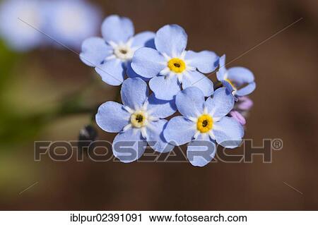 Stock Image - "Forget-me-not (Myosotis) flowers, light blue". Fotosearch