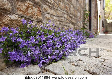 Picture - "Forget-me-not (Myosotis), growing in an alley of the medieval town of Bale, Valle, Istria, Croatia, Europe, Bale, Croatia, Europe". Fotosearch