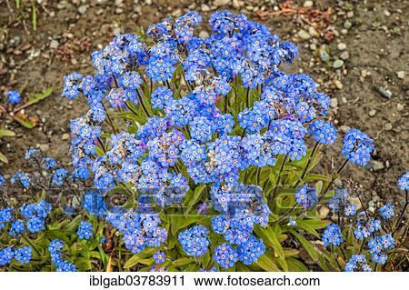 "Forget-me-not (Myosotis sylvatica), Wrangel, Chukotka, Russia, Europe" View Large Photo Image Stock Image - "Forget-me-not (Myosotis sylvatica), Wrangel, Chukotka, Russia, Europe". Fotosearch