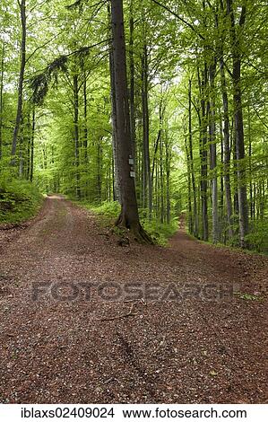 "Fork in a forest trail in spring, Danube Valley, Sigmaringen district, Baden-Wuerttemberg, Germany, Europe" View Large Photo Image Picture - "Fork in a forest trail in spring, Danube Valley, Sigmaringen district, Baden-Wuerttemberg, Germany, Europe". Fotosearch