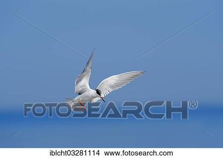 "Forster's Tern (Sterna forsteri) in flight, Florida, United States, North America" View Large Photo Image Picture - "Forster's Tern (Sterna forsteri) in flight, Florida, United States, North America". Fotosearch