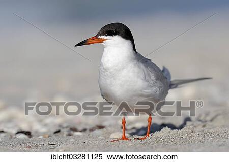 Stock Photography - "Forster's Tern (Sterna forsteri) on the beach, Sanibel Island, Florida, United States, North America". Fotosearch