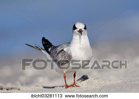 "Forster's Tern (Sterna forsteri), immature, on the beach, Sanibel Island, Florida, United States, North America" View Large Photo Image Stock Image - "Forster's Tern (Sterna forsteri), immature, on the beach, Sanibel Island, Florida, United States, North America". Fotosearch