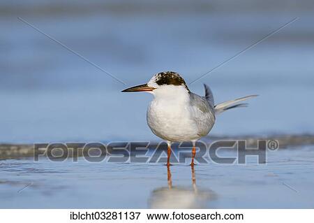 "Forster's Tern (Sterna forsteri), Florida, United States, North America" View Large Photo Image Stock Photo - "Forster's Tern (Sterna forsteri), Florida, United States, North America". Fotosearch