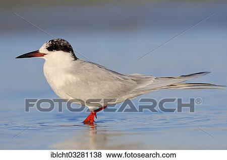 "Forster's Tern (Sterna forsteri), Florida, United States, North America" View Large Photo Image Stock Photo - "Forster's Tern (Sterna forsteri), Florida, United States, North America". Fotosearch