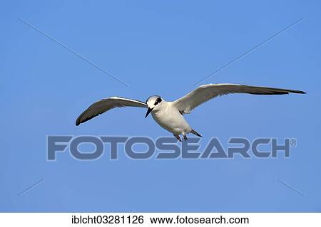"Forster's Tern (Sterna forsteri), immature, in flight, Sanibel Island, Florida, United States, North America" View Large Photo Image Stock Photograph - "Forster's Tern (Sterna forsteri), immature, in flight, Sanibel Island, Florida, United States, North America". Fotosearch