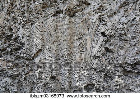 "Fossil coral embedded in limestone in an old quarry, Windley Key Fossil Reef Geological State Park, Windley Key, Florida Keys, Florida, United States, North America" View Large Photo Image Stock Image - "Fossil coral embedded in limestone in an old quarry, Windley Key Fossil Reef Geological State Park, Windley Key, Florida Keys, Florida, United States, North America". Fotosearch