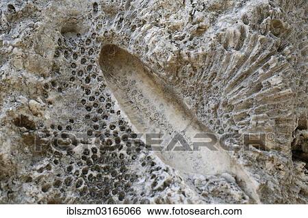 "Fossil coral embedded in limestone in an old quarry, Windley Key Fossil Reef Geological State Park, Windley Key, Florida Keys, Florida, United States, North America" View Large Photo Image Stock Photograph - "Fossil coral embedded in limestone in an old quarry, Windley Key Fossil Reef Geological State Park, Windley Key, Florida Keys, Florida, United States, North America". Fotosearch
