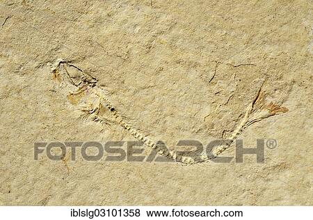 "Fossil of a herring-related fish (Anaesthanion angustus), Upper Jurassic, around 150 million years Solnhofen Plattenkalk limestone" View Large Photo Image Stock Photo - "Fossil of a herring-related fish (Anaesthanion angustus), Upper Jurassic, around 150 million years Solnhofen Plattenkalk limestone". Fotosearch