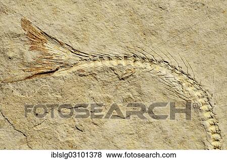 Stock Photo - "Fossil of a herring-related fish (Anaesthanion angustus), Upper Jurassic, around 150 million years Solnhofen Plattenkalk limestone". Fotosearch