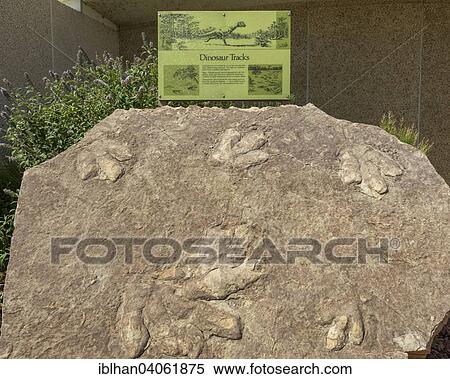 "Fossilized dinosaur tracks in front of the Carl Hayden Visitor Center, Page, Arizona, United States, North America" View Large Photo Image Stock Photography - "Fossilized dinosaur tracks in front of the Carl Hayden Visitor Center, Page, Arizona, United States, North America". Fotosearch