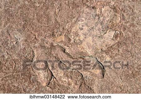 "Fossilized footprints of a dinosaur, Dilophosaurus, partially preserved, about 170 million years, Jurassic Age Navajo Sandstone, Glen Canyon, Page, Arizona, United States, North America" View Large Photo Image Stock Image - "Fossilized footprints of a dinosaur, Dilophosaurus, partially preserved, about 170 million years, Jurassic Age Navajo Sandstone, Glen Canyon, Page, Arizona, United States, North America". Fotosearch