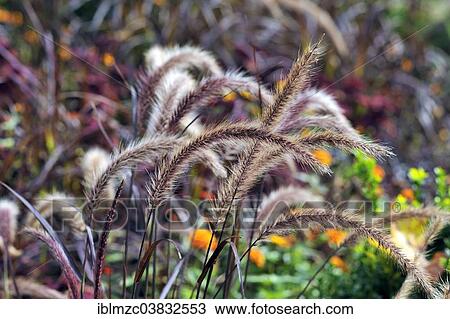 Stock Image - "Fountain Grass (Pennisetum setaceum), Mainau, Baden-Wurttemberg, Germany, Europe". Fotosearch