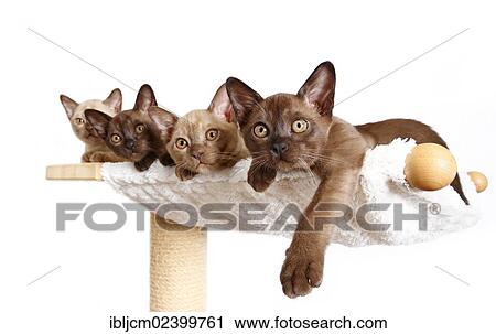 "Four Burmese cats, 10 weeks, lying on a hammock" View Large Photo Image Stock Image - "Four Burmese cats, 10 weeks, lying on a hammock". Fotosearch