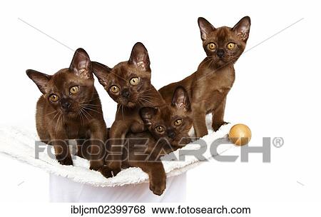 Stock Photo - "Four Burmese cats, 10 weeks, on a hammock". Fotosearch