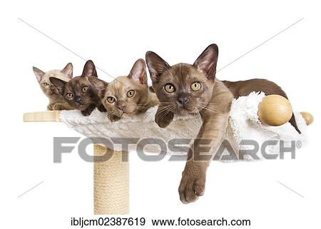 "Four Burmese cats, kittens, 10 weeks, lying on a cat tree" View Large Photo Image Stock Photo - "Four Burmese cats, kittens, 10 weeks, lying on a cat tree". Fotosearch