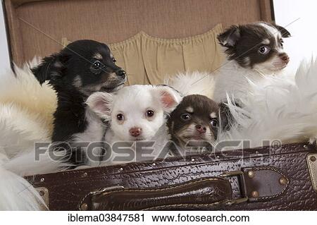 "Four Chihuahua puppies, 8 weeks, in a suitcase" View Large Photo Image Stock Image - "Four Chihuahua puppies, 8 weeks, in a suitcase". Fotosearch