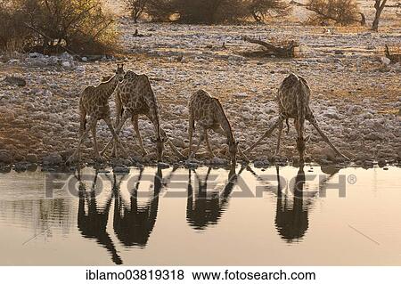 Stock Photo - "Four Giraffes (Giraffa camelopardalis), drinking, Okaukuejo waterhole, Etosha National Park, Namibia, Africa". Fotosearch