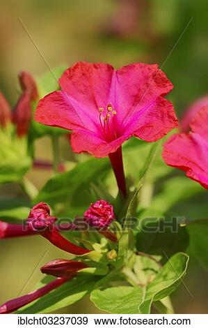 "Four o'clock flower or Marvel of Peru (Mirabilis jalapa), flower, occurrence in Central America, North Rhine-Westphalia, Germany, Europe" View Large Photo Image Stock Photo - "Four o'clock flower or Marvel of Peru (Mirabilis jalapa), flower, occurrence in Central America, North Rhine-Westphalia, Germany, Europe". Fotosearch