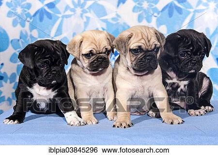 "Four Pugs, puppies" View Large Photo Image Stock Photograph - "Four Pugs, puppies". Fotosearch