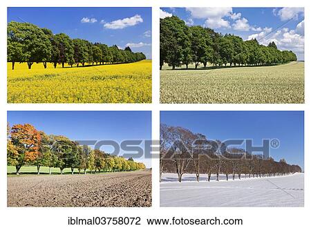 "Four seasons of a tree-lined avenue, Schwabische Alb, Baden-Wurttemberg, Germany, Europe" View Large Photo Image Stock Image - "Four seasons of a tree-lined avenue, Schwabische Alb, Baden-Wurttemberg, Germany, Europe". Fotosearch