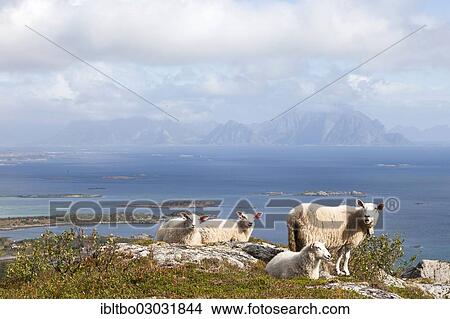Picture - "Four sheep on Vagekallen Mountain, Steinetinden, Stamsund, Lofoten, Nordland, Norway, Europe". Fotosearch