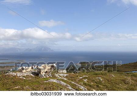 "Four sheep on Vagekallen Mountain, Steinetinden, Stamsund, Lofoten, Nordland, Norway, Europe" View Large Photo Image Stock Photo - "Four sheep on Vagekallen Mountain, Steinetinden, Stamsund, Lofoten, Nordland, Norway, Europe". Fotosearch