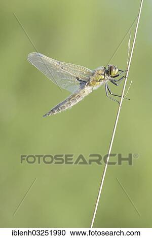 "Four Spot Dragonfly (Libellula quadrimaculata), freshly hatched, Haren, Emsland, Lower Saxony, Germany, Europe" View Large Photo Image Stock Image - "Four Spot Dragonfly (Libellula quadrimaculata), freshly hatched, Haren, Emsland, Lower Saxony, Germany, Europe". Fotosearch