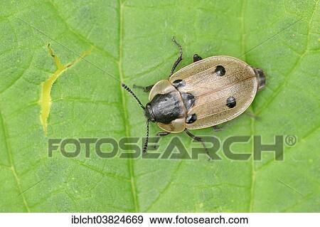 "Four-spotted Carrion Beetle (Xylodrepa quadripunctata), North Rhine-Westphalia, Germany, Europe" View Large Photo Image Stock Photo - "Four-spotted Carrion Beetle (Xylodrepa quadripunctata), North Rhine-Westphalia, Germany, Europe". Fotosearch