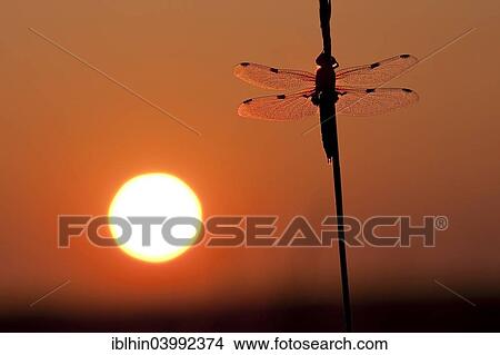 Picture - "Four-spotted chaser (Libellula quadrimaculata), sunrise, Mittelelbe, Saxony-Anhalt, Germany, Europe". Fotosearch