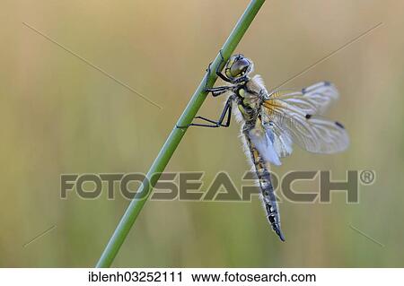 "Four-spotted Chaser (Libellula quadrimaculata), Haren, Emsland, Lower Saxony, Germany, Europe" View Large Photo Image Stock Image - "Four-spotted Chaser (Libellula quadrimaculata), Haren, Emsland, Lower Saxony, Germany, Europe". Fotosearch