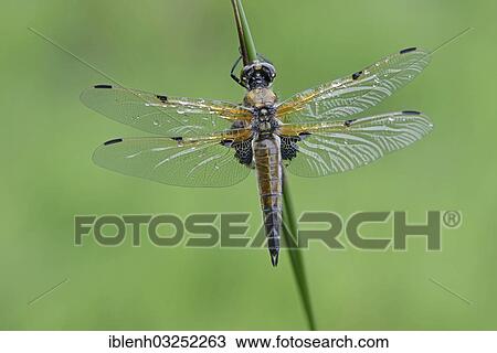 "Four-spotted Chaser (Libellula quadrimaculata), Haren, Emsland, Lower Saxony, Germany, Europe" View Large Photo Image Stock Image - "Four-spotted Chaser (Libellula quadrimaculata), Haren, Emsland, Lower Saxony, Germany, Europe". Fotosearch