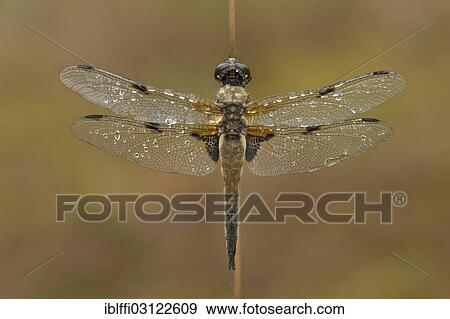 "Four-spotted Chaser (Libellula quadrimaculata) dragonfly resting with dewy wings on a blade of rush grass, Hochmoor, Munsterland, North Rhine-Westphalia, Germany, Europe" View Large Photo Image Stock Photo - "Four-spotted Chaser (Libellula quadrimaculata) dragonfly resting with dewy wings on a blade of rush grass, Hochmoor, Munsterland, North Rhine-Westphalia, Germany, Europe". Fotosearch