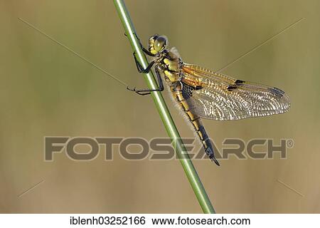 "Four-spotted Chaser (Libellula quadrimaculata), Haren, Emsland, Lower Saxony, Germany, Europe" View Large Photo Image Stock Photograph - "Four-spotted Chaser (Libellula quadrimaculata), Haren, Emsland, Lower Saxony, Germany, Europe". Fotosearch