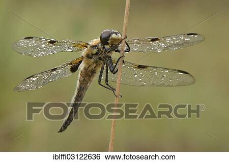 "Four-spotted Chaser (Libellula quadrimaculata) dragonfly resting with dewy wings on a blade of rush grass, Hochmoor, Munsterland, North Rhine-Westphalia, Germany, Europe" View Large Photo Image Stock Photograph - "Four-spotted Chaser (Libellula quadrimaculata) dragonfly resting with dewy wings on a blade of rush grass, Hochmoor, Munsterland, North Rhine-Westphalia, Germany, Europe". Fotosearch