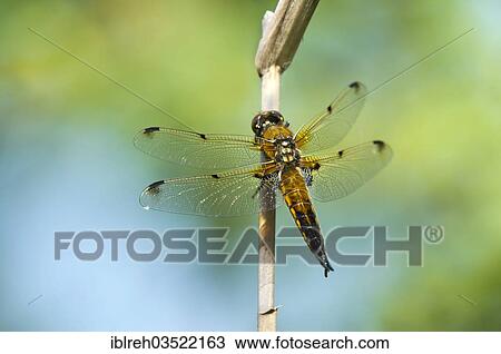"Four-spotted Chaser or Four-spotted Skimmer (Libellula quadrimaculata), Seewinkel, Burgenland, Austria, Europe" View Large Photo Image Stock Image - "Four-spotted Chaser or Four-spotted Skimmer (Libellula quadrimaculata), Seewinkel, Burgenland, Austria, Europe". Fotosearch