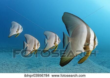 "Four Teira batfish (Platax teira), Makadi Bay, Red Sea, Hurghada, Egypt, Africa" View Large Photo Image Picture - "Four Teira batfish (Platax teira), Makadi Bay, Red Sea, Hurghada, Egypt, Africa". Fotosearch