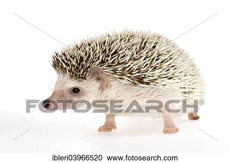 "Four-toed Hedgehog or African Pygmy Hedgehog (Atelerix albiventris), young, 7 months" View Large Photo Image Stock Image - "Four-toed Hedgehog or African Pygmy Hedgehog (Atelerix albiventris), young, 7 months". Fotosearch