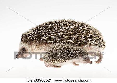 "Four-toed Hedgehog or African Pygmy Hedgehog (Atelerix albiventris), adult with young, 7 months" View Large Photo Image Stock Image - "Four-toed Hedgehog or African Pygmy Hedgehog (Atelerix albiventris), adult with young, 7 months". Fotosearch