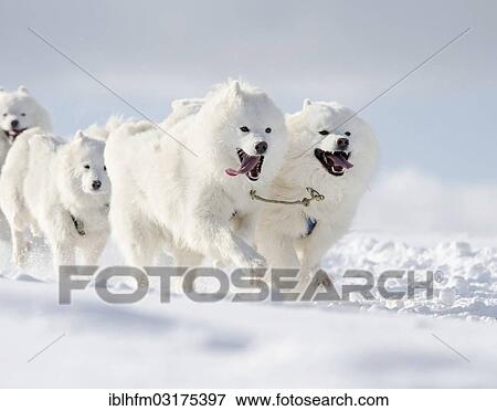 "Four white sled dogs, Samoyed dogs, lead dogs of a sled dog team, Harz, Clausthal-Zellerfeld, Lower Saxony, Germany, Europe" View Large Photo Image Stock Photo - "Four white sled dogs, Samoyed dogs, lead dogs of a sled dog team, Harz, Clausthal-Zellerfeld, Lower Saxony, Germany, Europe". Fotosearch