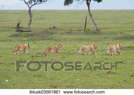 "Four young Lions (Panthera leo) prowling through the savannah, Massai Mara, Serengeti, Rift Valley province, Kenya, Africa" View Large Photo Image Stock Image - "Four young Lions (Panthera leo) prowling through the savannah, Massai Mara, Serengeti, Rift Valley province, Kenya, Africa". Fotosearch