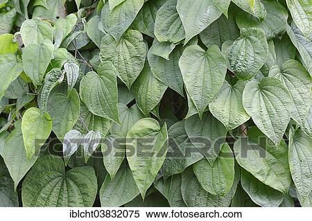 "Fourleaf Yam or Wild Yam (Dioscorea villosa), leaves, native to North America" View Large Photo Image Stock Photography - "Fourleaf Yam or Wild Yam (Dioscorea villosa), leaves, native to North America". Fotosearch