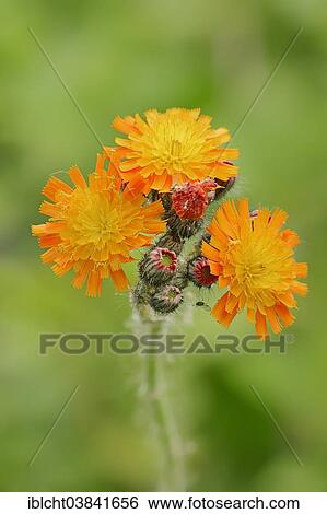 "Fox-and-cubs or Orange Hawkweed (Hieracium aurantiacum), flowers, North Rhine-Westphalia, Germany, Europe" View Large Photo Image Stock Photograph - "Fox-and-cubs or Orange Hawkweed (Hieracium aurantiacum), flowers, North Rhine-Westphalia, Germany, Europe". Fotosearch