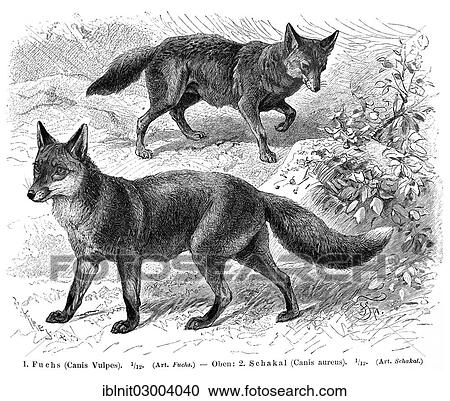 "Fox (Canis vulpes) and Jackal (Canis aureus), illustration from Meyers Konversations-Lexikon encyclopedia, 1897" View Large Photo Image Stock Image - "Fox (Canis vulpes) and Jackal (Canis aureus), illustration from Meyers Konversations-Lexikon encyclopedia, 1897". Fotosearch