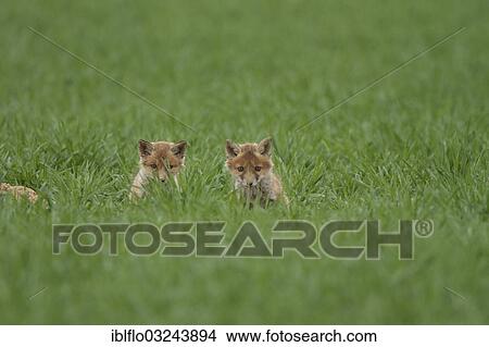 Picture - "Fox cubs (Vulpes vulpes), Offheim, Hesse, Germany, Europe". Fotosearch