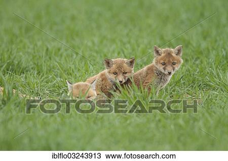 "Fox cubs (Vulpes vulpes), Offheim, Hesse, Germany, Europe" View Large Photo Image Stock Image - "Fox cubs (Vulpes vulpes), Offheim, Hesse, Germany, Europe". Fotosearch